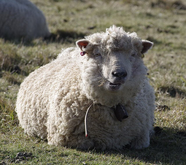 Recomendamos la raza de ovejas Merino.