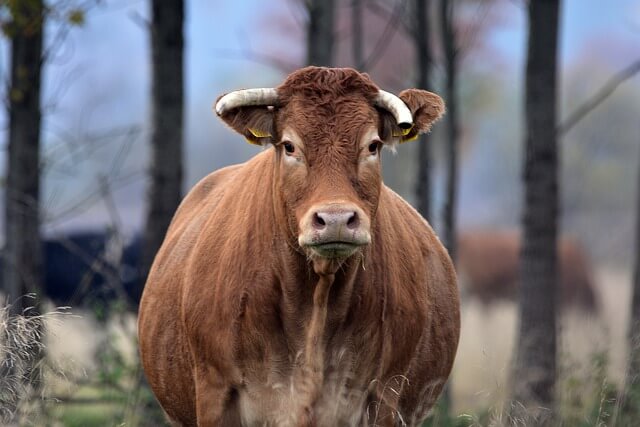 Recomendamos la raza de ganado Limousin.