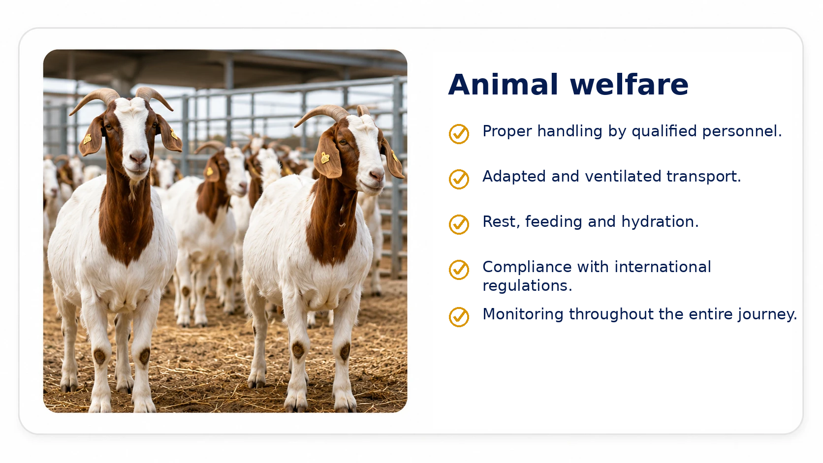 animal_welfare_goats_english